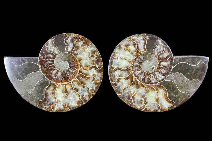 Cut & Polished Ammonite Fossil - Agatized #103077